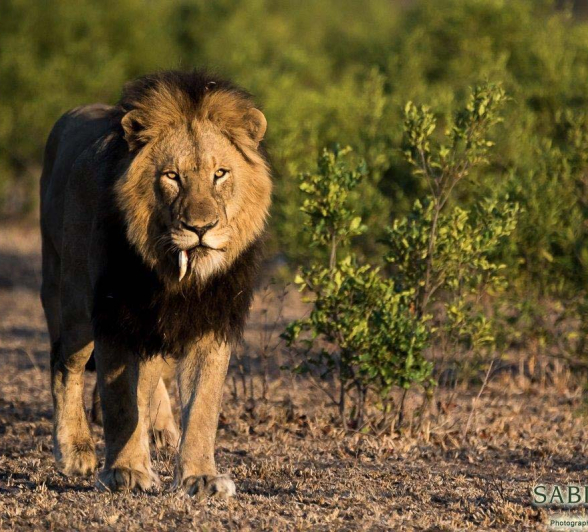 04Sheldon Hooper Lion Final