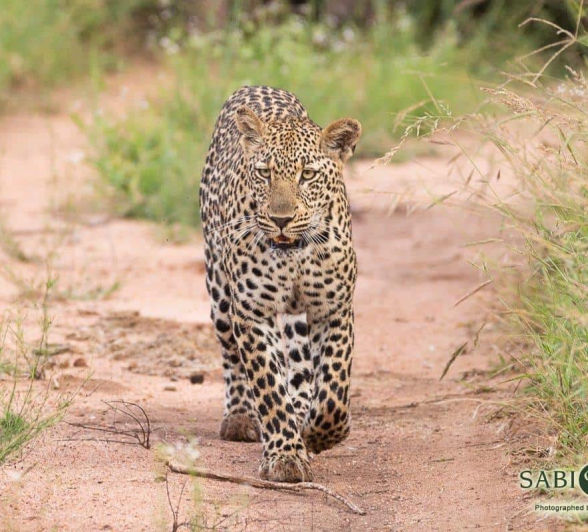 30Frederik Aucamp Msuthlu Female Leopard 10 03 2019 1 Final 30Frederik Aucamp Msuthlu Female Leopard 10 03 2019 1 Final