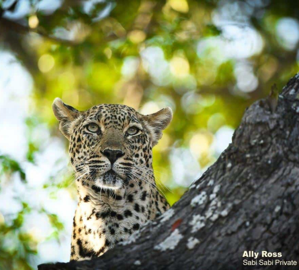 01Ally Ross 20200806 Scotia 01  Final