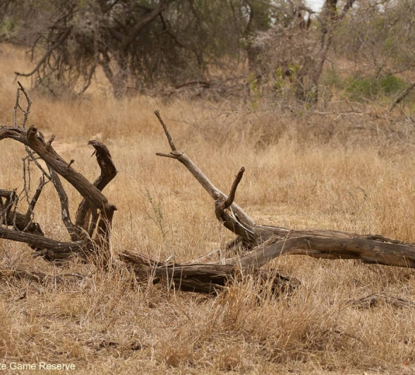 13Amy Leigh Dead Tree Fallen Over Final 13Amy Leigh Dead Tree Fallen Over Final