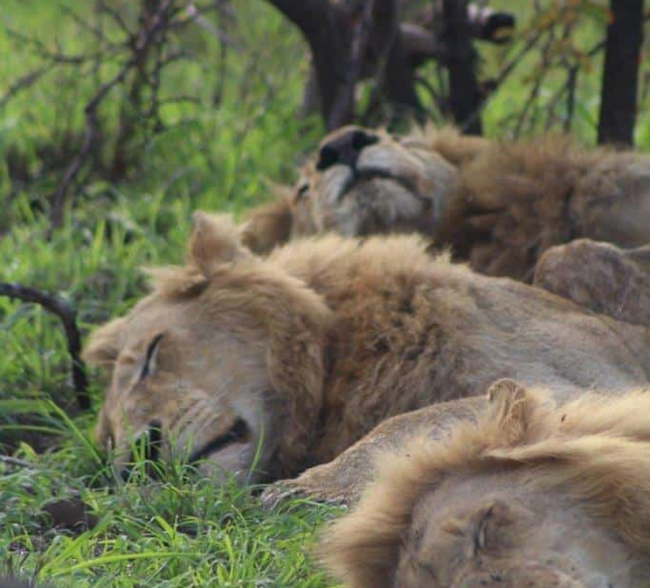 21Rebecca Boshoff Nwas 17102020 FINAL