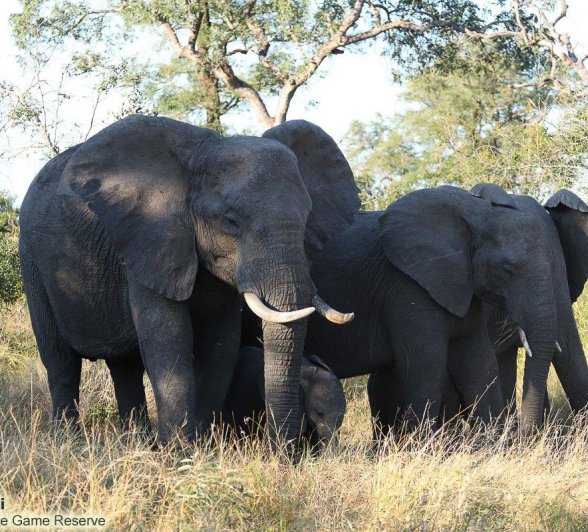 40Marco Vietti Elephants 090421 Final