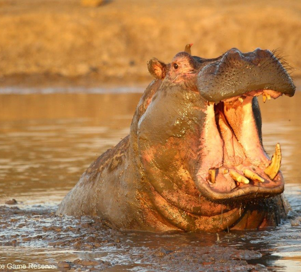 11Ally Ross 20210710 Hippo 02 Final 11Ally Ross 20210710 Hippo 02 Final