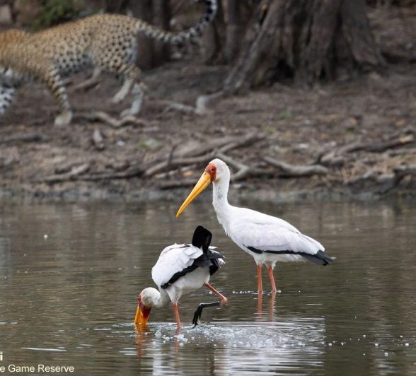 A08Marco Vietti Yellow Billed Stork 1 071021 Final A08Marco Vietti Yellow Billed Stork 1 071021 Final