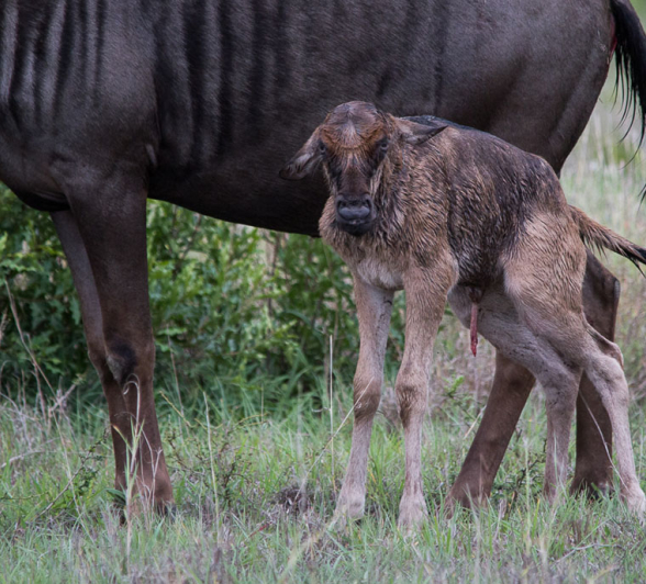 Newborn.Franna 1 Of 1