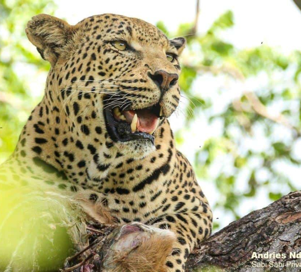 24andries.ndlovu Leopard.whitedam 19.2.20 4 Final 24andries.ndlovu Leopard.whitedam 19.2.20 4 Final