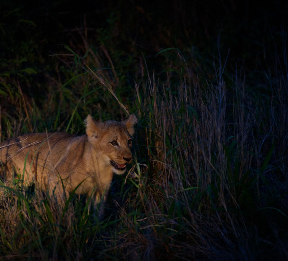 Mike Palmer SP Lioness Cub 2