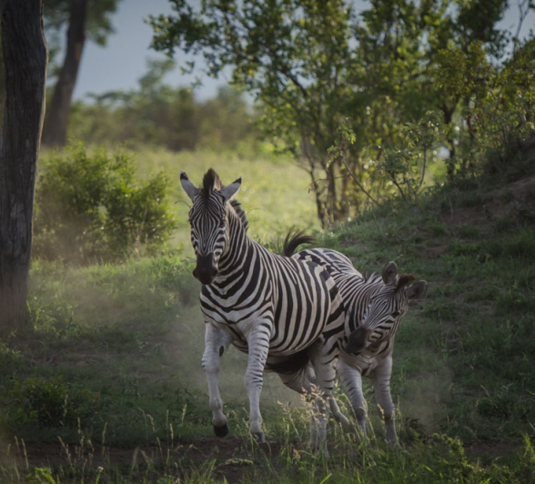 Mike L Zebra 2 Mike L Zebra 2