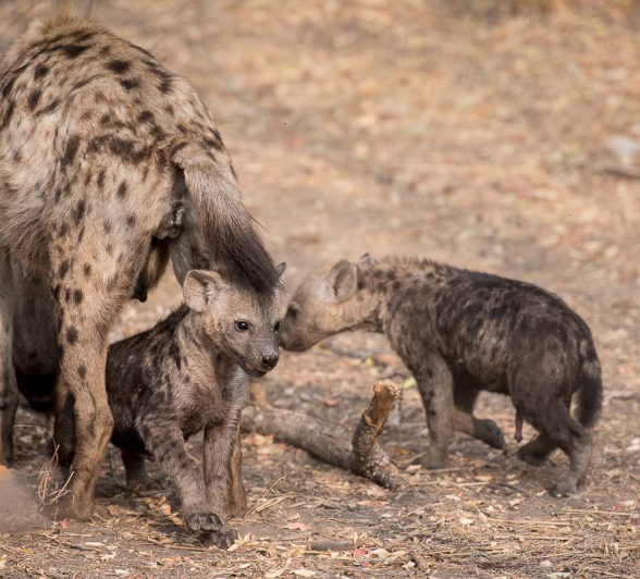 05Mike Palmer Hyena Cubs 1 05Mike Palmer Hyena Cubs 1
