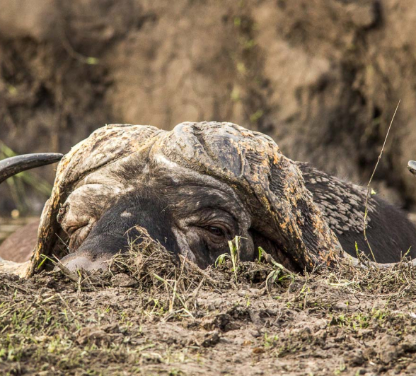 24Franscois Rosslee Buffhide