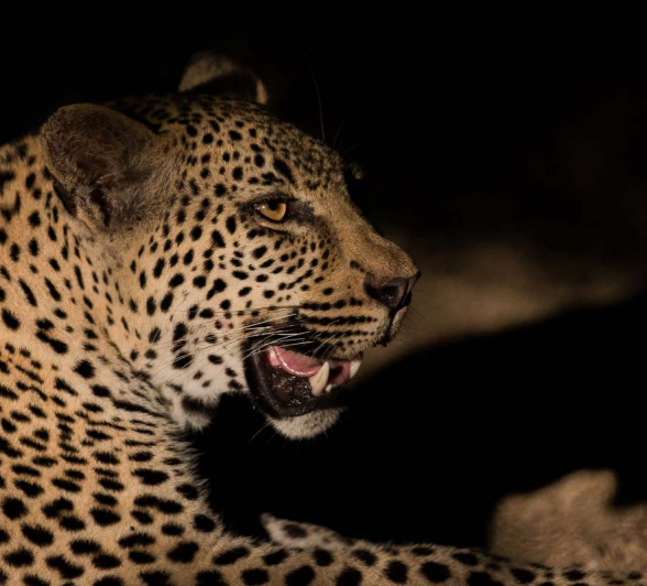 14Pravir Patel Leopard02 150316 14Pravir Patel Leopard02 150316
