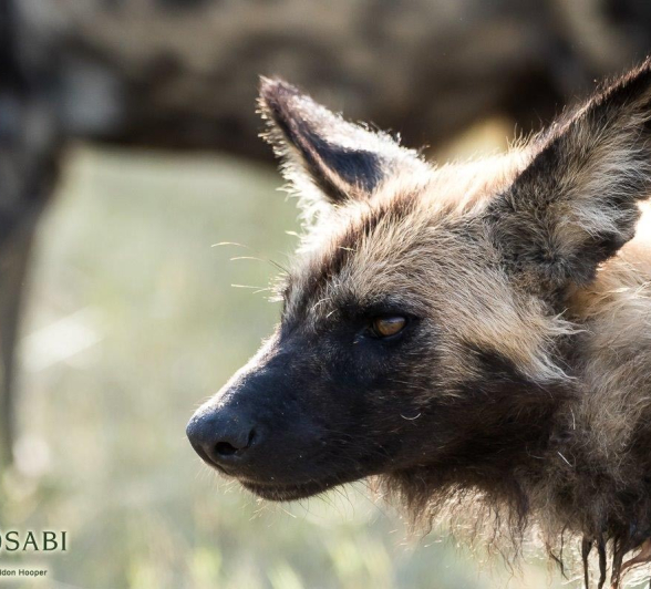 04Sheldon Hooper Dogs 19 05 17 Final 04Sheldon Hooper Dogs 19 05 17 Final