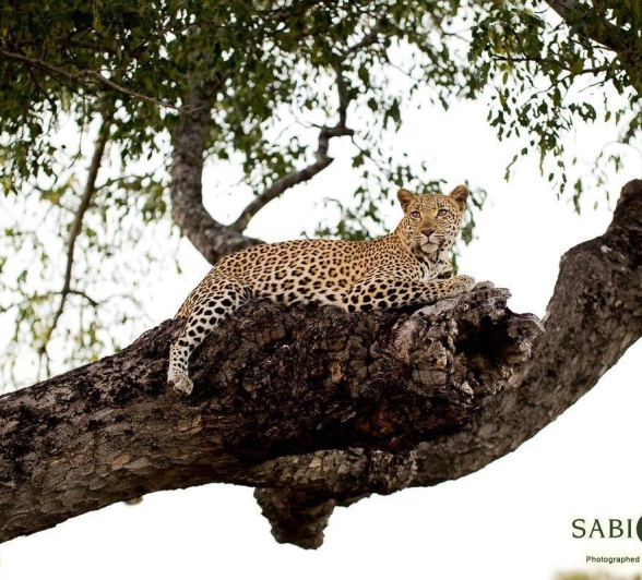 13Franscois Rosslee Kigelia 230517 Final