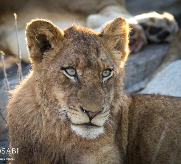 30Franscois Rosslee L Final