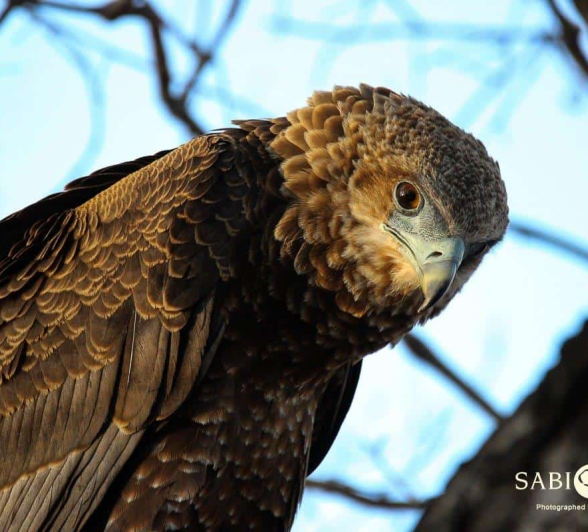 09Louise Murray Bateleur 03112018 1 Final 09Louise Murray Bateleur 03112018 1 Final