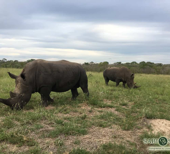Louise Murray Rhino 1 Final