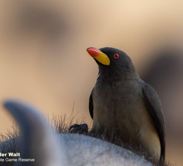 35Tyron Van Der Walt Yellow Billed Oxpecker 12092019 Final 35Tyron Van Der Walt Yellow Billed Oxpecker 12092019 Final