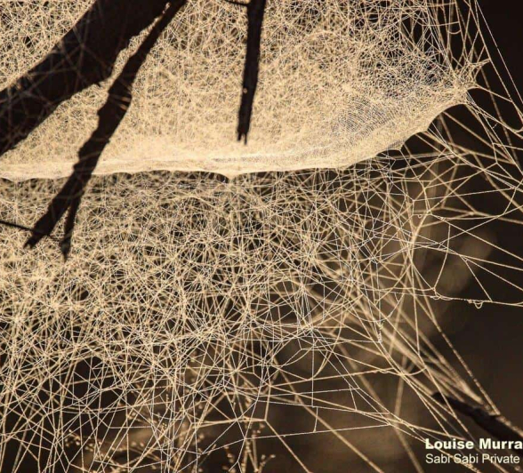 10Louise Murray Spider Web 05052020 Final 10Louise Murray Spider Web 05052020 Final