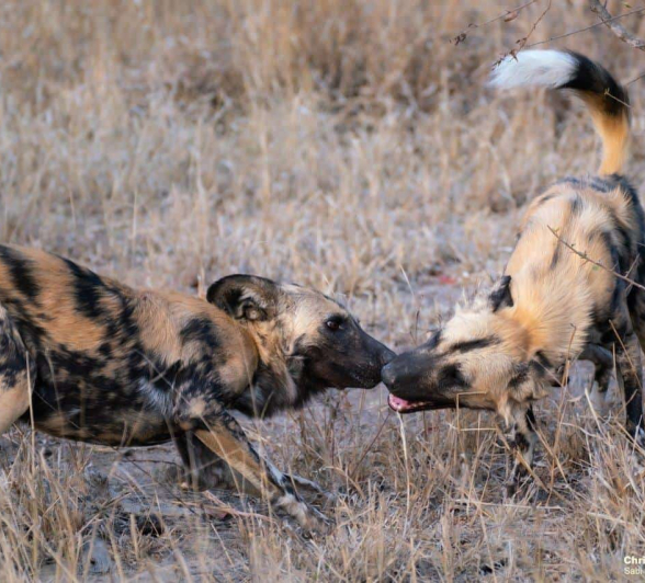 06wild Dog Chris FINAL