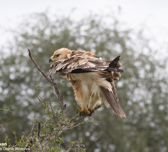 05Greg Heasman Tawny Eagle 22022021 1 Final 05Greg Heasman Tawny Eagle 22022021 1 Final