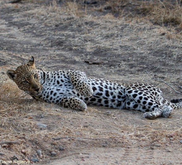 A25Amy Leigh Leopard Unknown 2 060821 Final