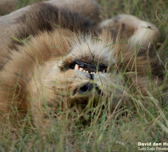 A09David Den Hartog Nwas Male 23 01 2022 Final