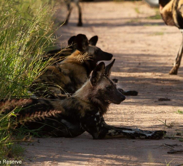 A36Amy Leigh Wild Dogs 1 210122 Final