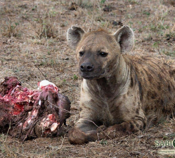 33Kerry Lee Roberg Hyena271118.2 Final 33Kerry Lee Roberg Hyena271118.2 Final
