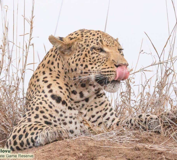 32andries Leopard.whitedam 260920 3 Final 1 32andries Leopard.whitedam 260920 3 Final 1