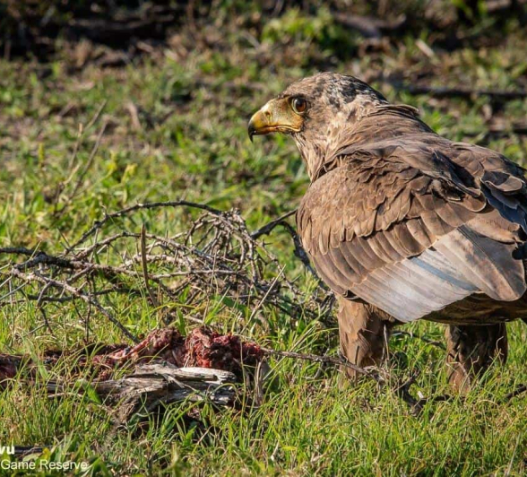 21andries Eagle.bataleur 071120 2 Final 21andries Eagle.bataleur 071120 2 Final