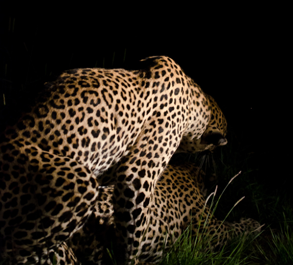 Leopards Mating 6