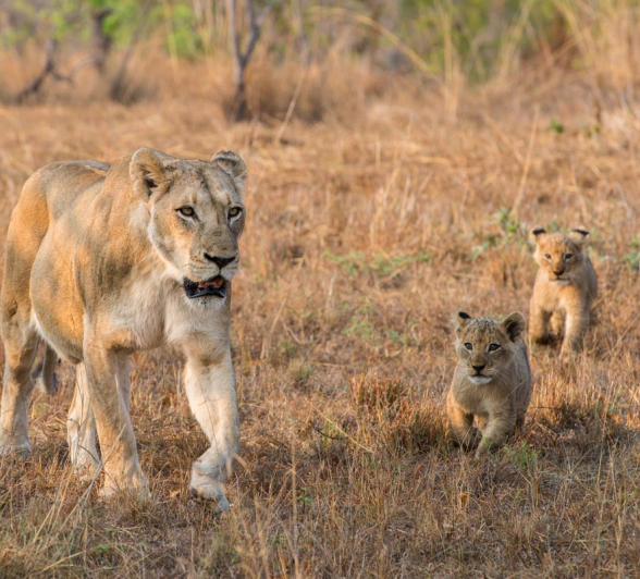Litter of little lions Sabi Sabi Blog
