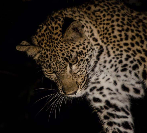 Steve LBC Cub34 Steve LBC Cub34