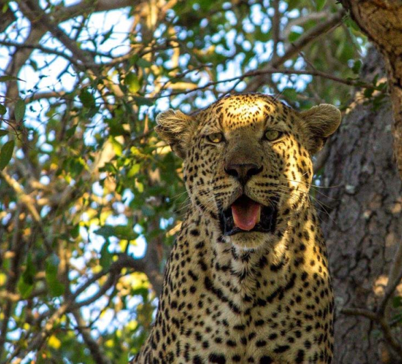 10 Mahlathini 10 Mahlathini