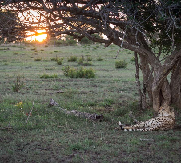 Kosie Lategn Cheetah 2 Blog Kosie Lategn Cheetah 2 Blog