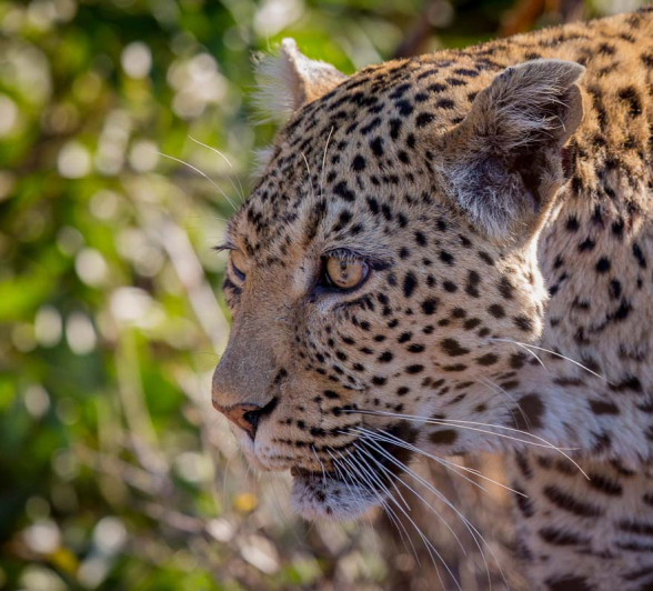14Pravir Patel Leopard05 080915 14Pravir Patel Leopard05 080915