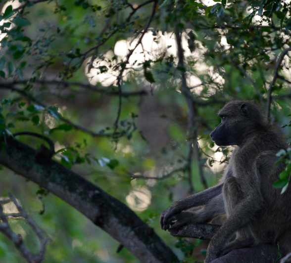 28Mike Palmer Baboons 121215 1 28Mike Palmer Baboons 121215 1