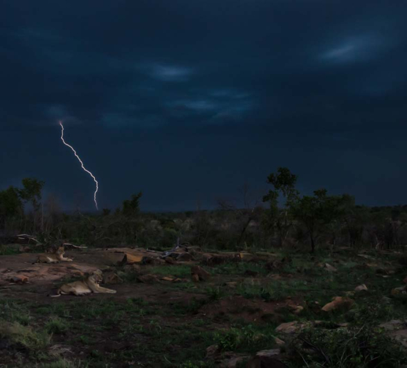 02Mike Laubscher Lion02 02Mike Laubscher Lion02