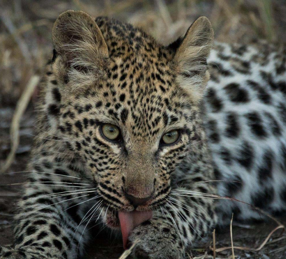 16Sheldon Hooper LBC Cub Impala Kill 8 16Sheldon Hooper LBC Cub Impala Kill 8