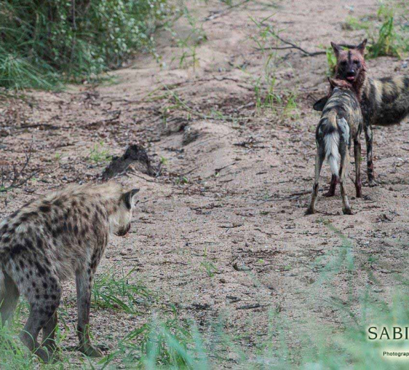 09Terry Ennever Wild Dog 2018419 3 Final 09Terry Ennever Wild Dog 2018419 3 Final