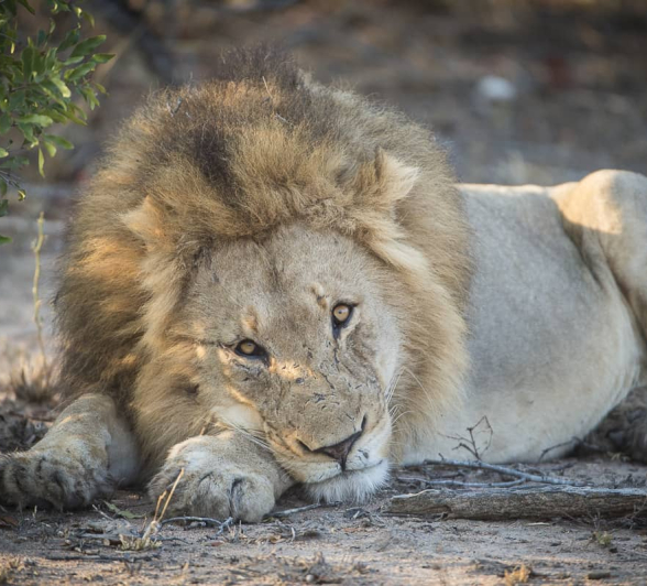 18 Terry Ennever Avoca 2018821 2