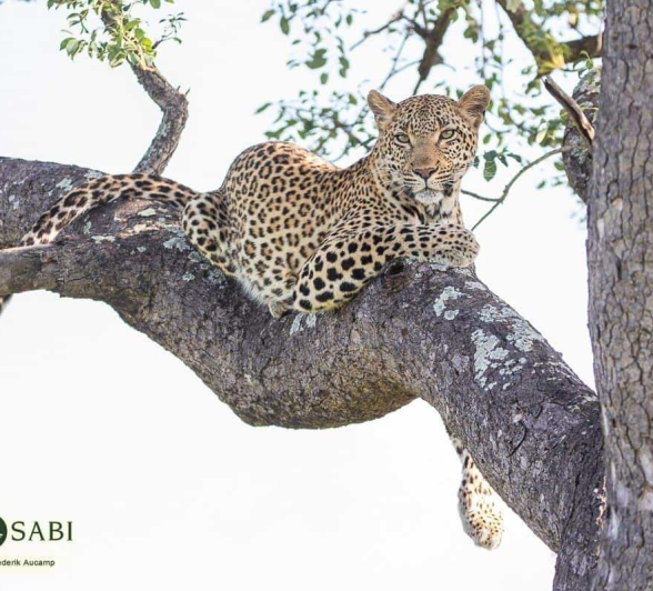 26Frederik Aucamp Kagelia Female Leopard 10 03 2019 1 Final 26Frederik Aucamp Kagelia Female Leopard 10 03 2019 1 Final