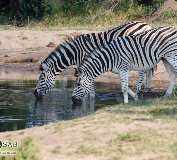 34Kevin Van Der Linde Zebra 13042019 Final