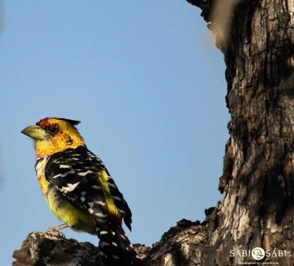 37Louise Murray Barbet 07062019 Final 37Louise Murray Barbet 07062019 Final