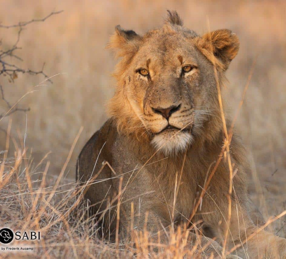 22Frederik Aucamp SP Lions Plus 2 Talamati Males 11 07 2019 Final 22Frederik Aucamp SP Lions Plus 2 Talamati Males 11 07 2019 Final