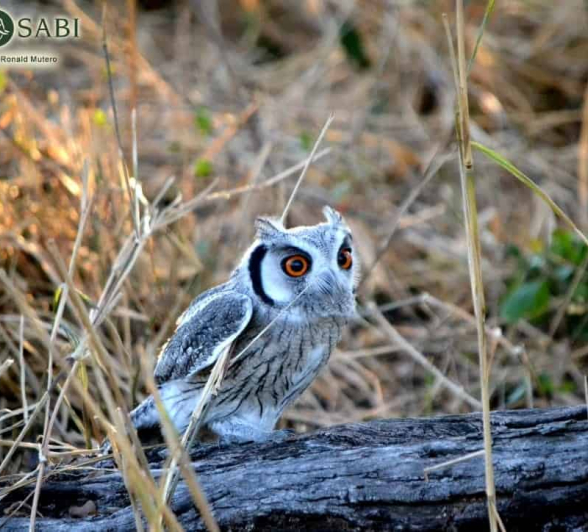 38 Ronald Mutero Owl 23082019 1 38 Ronald Mutero Owl 23082019 1