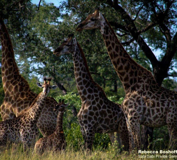 16Rebecca Boshoff Giraffe 4 Final 16Rebecca Boshoff Giraffe 4 Final