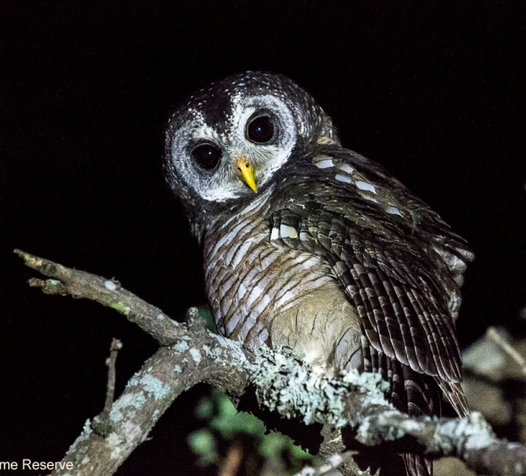 17ronald Mutero Wood Owl 17042021 3 FINAL 17ronald Mutero Wood Owl 17042021 3 FINAL