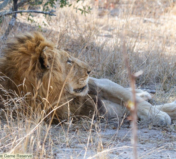 A16Amy Leigh Lion Nwas 1 250921 Final A16Amy Leigh Lion Nwas 1 250921 Final