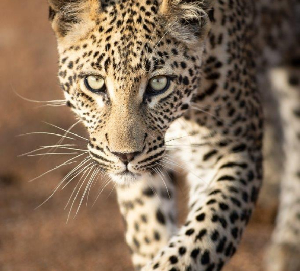 A29Graeme Stewart Ntsumi Cub 111121 Final